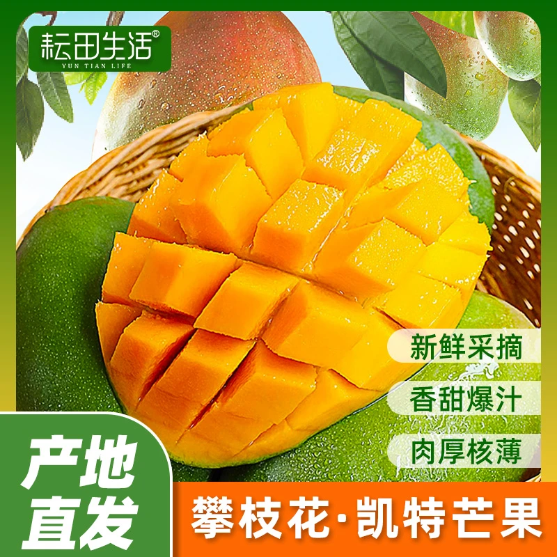耘田生活凯特芒四川攀枝花芒果新鲜现摘直达3斤z
