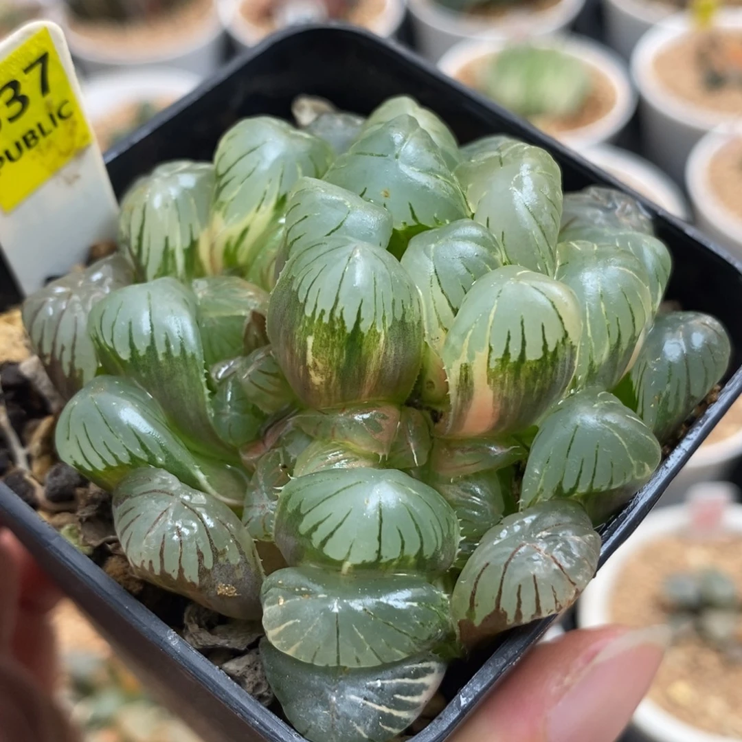 637湖水玉露锦一圈侧芽