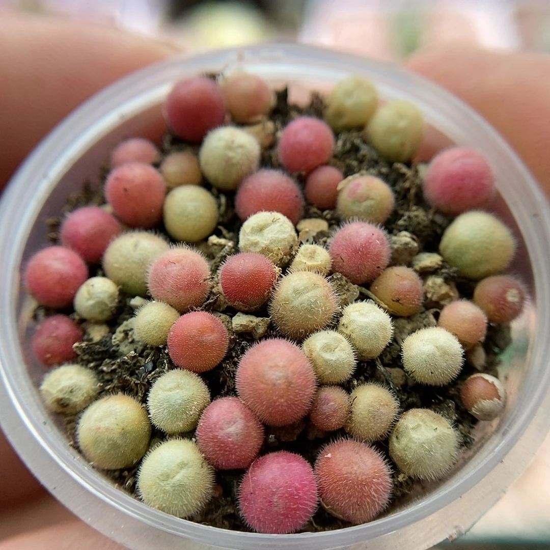 紫毛球100颗二蜕苗子脱土发货包邮