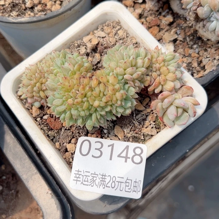 幸运的是你自己也不