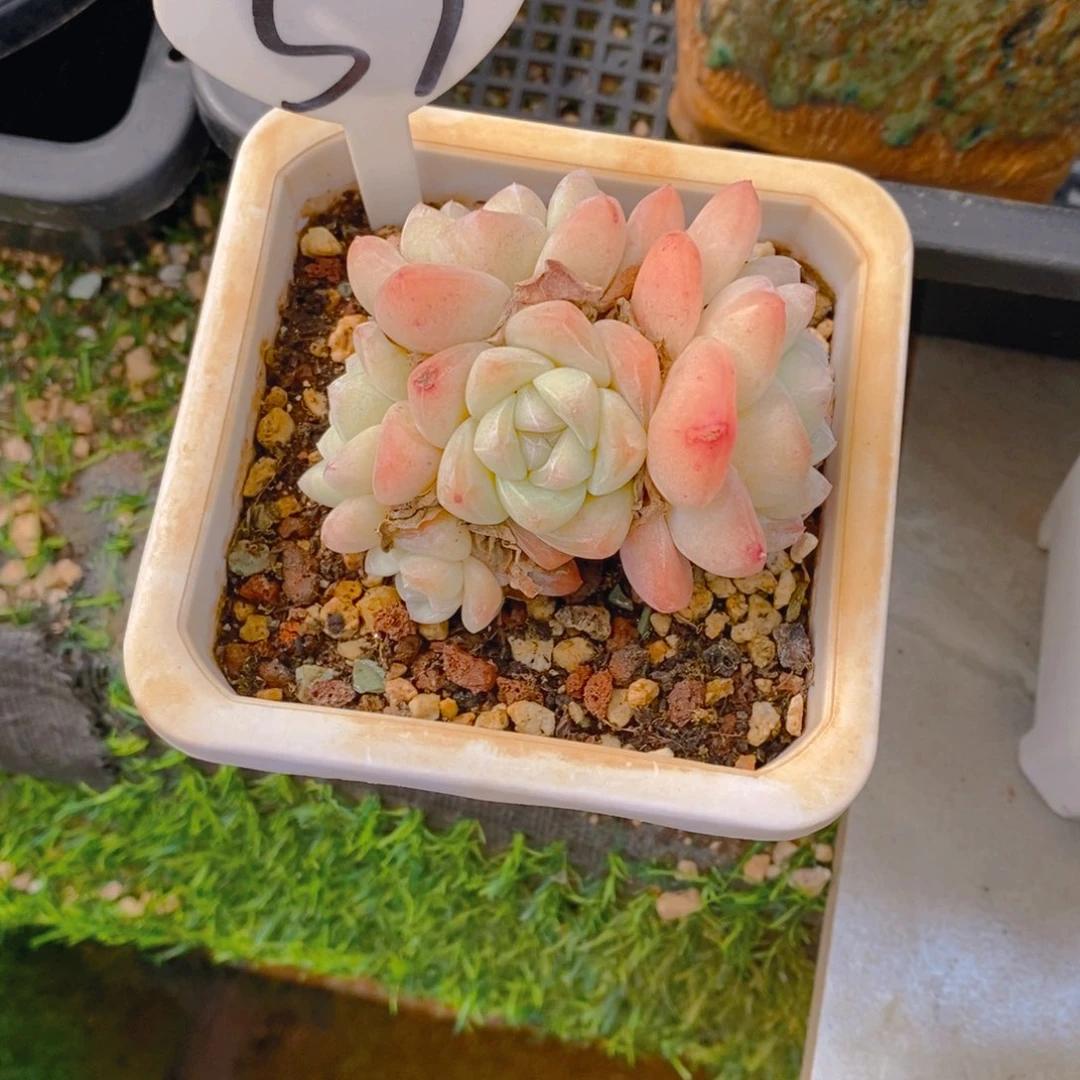 ?*?冰玉群多肉植物