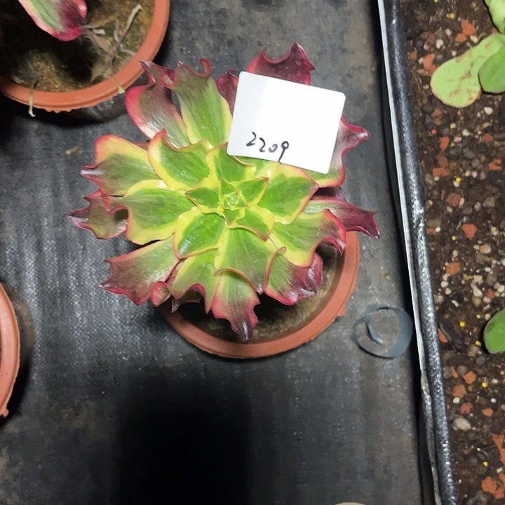 *****魅影多肉植物保护2209