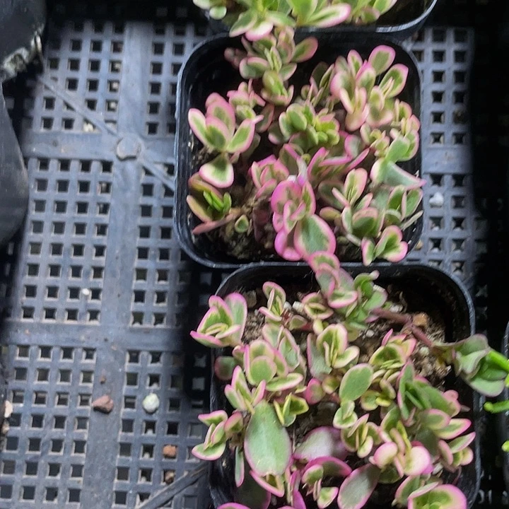 6.5方盆太阳花锦