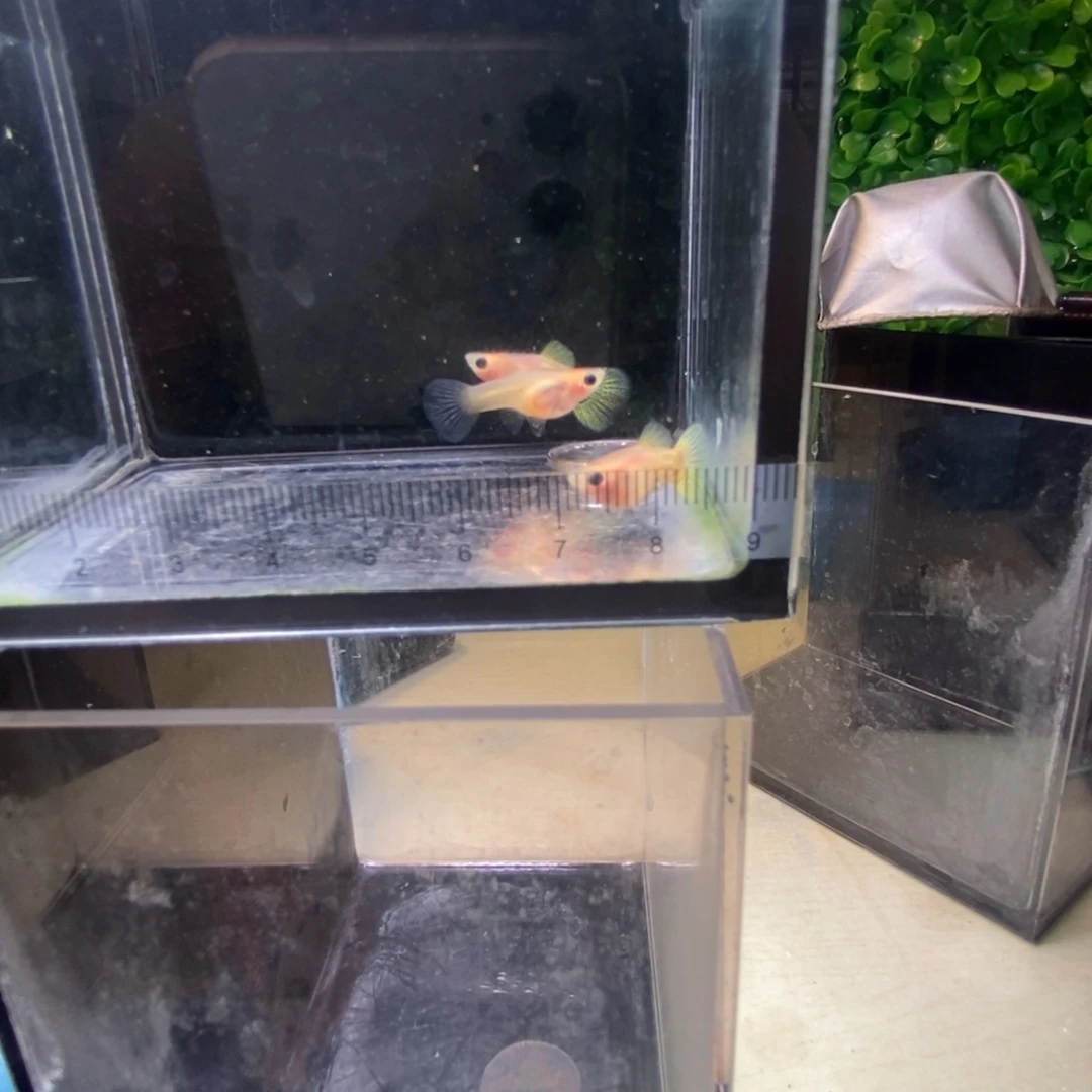 孔雀鱼蕾丝玻璃猫三条