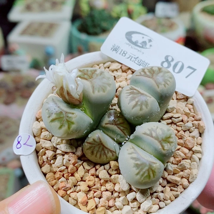 生石花花花花花花花807