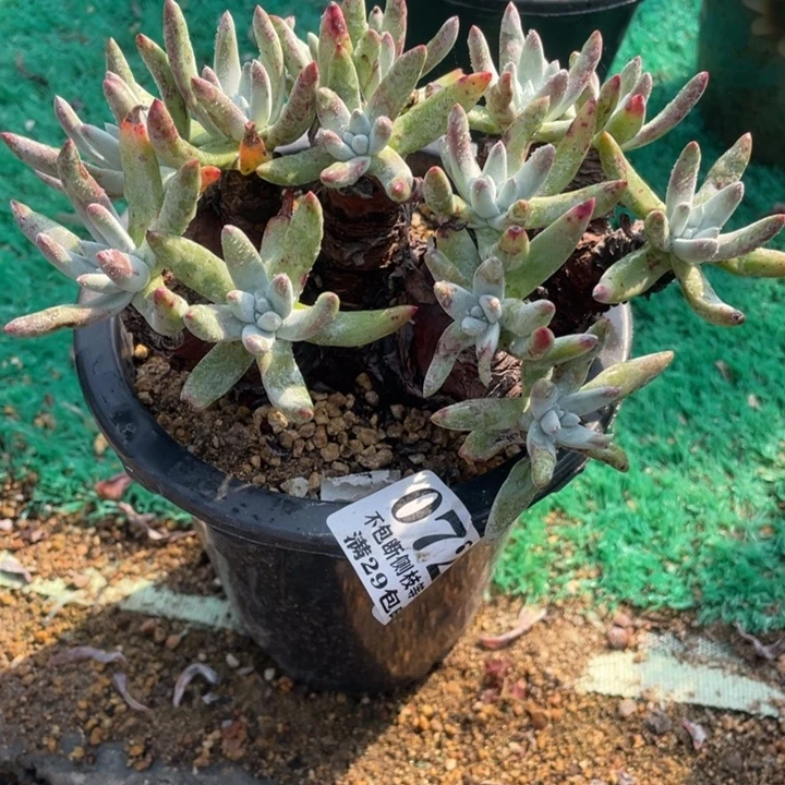 72号海瑟拇指多肉