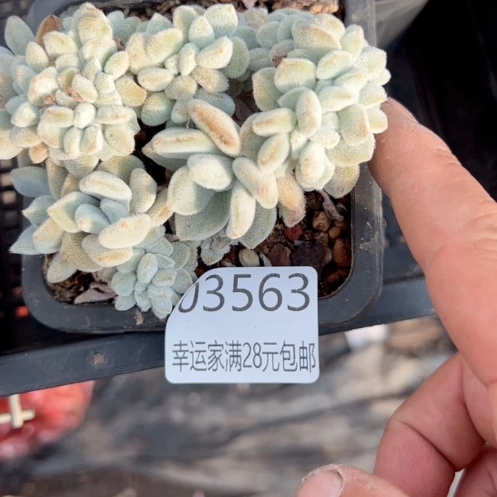 幸运颜色白色黑色高