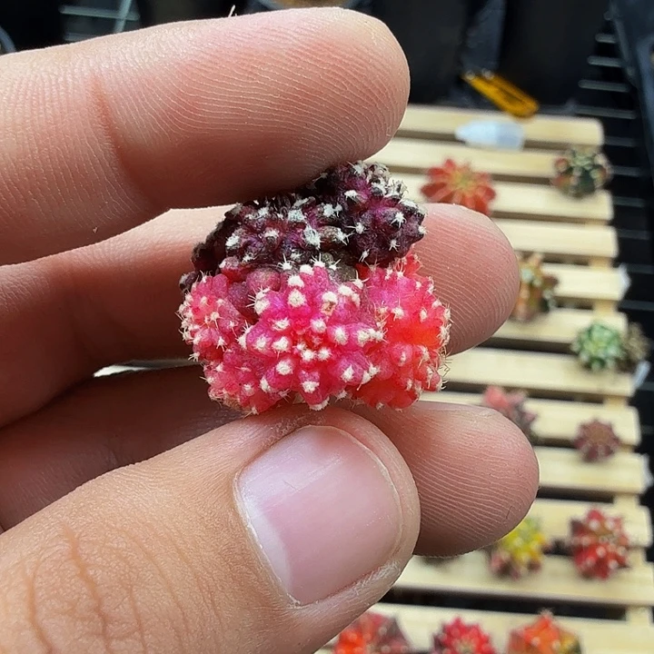 当前无花朵，栽培后可花朵