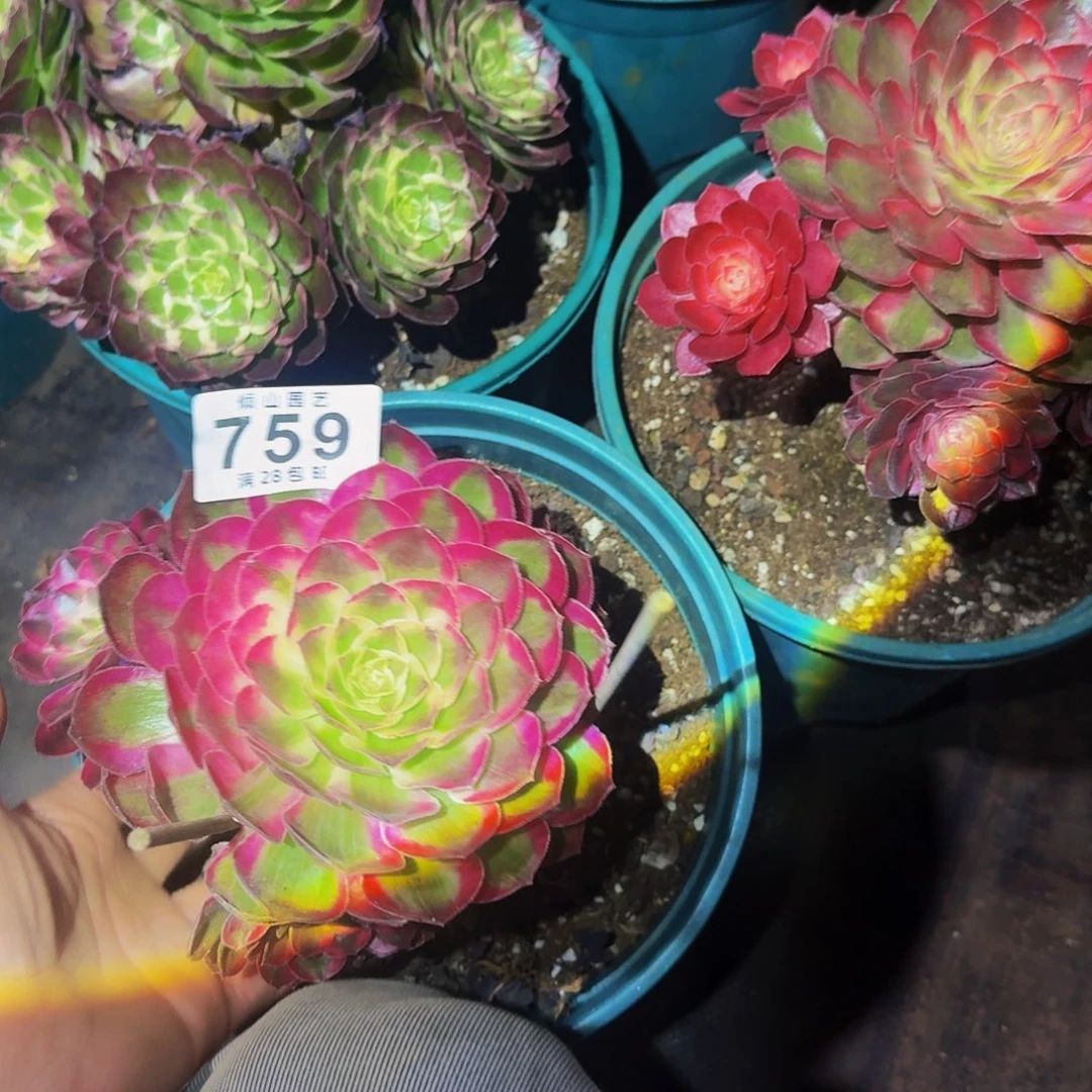 759号多肉植物三颗