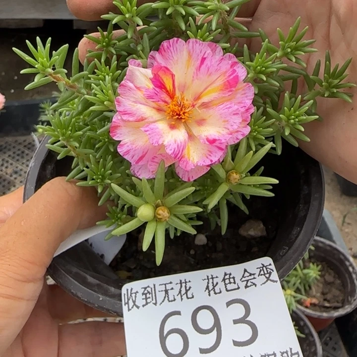 无花朵693超小苗盆口10cm