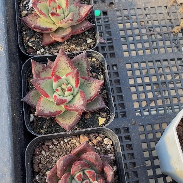 乌木2.8带盆土发货