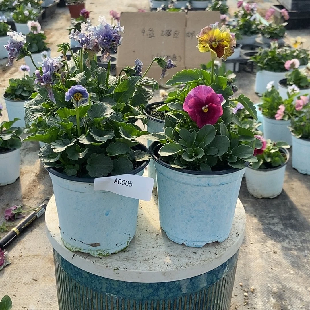 大部分花苞少量开放5