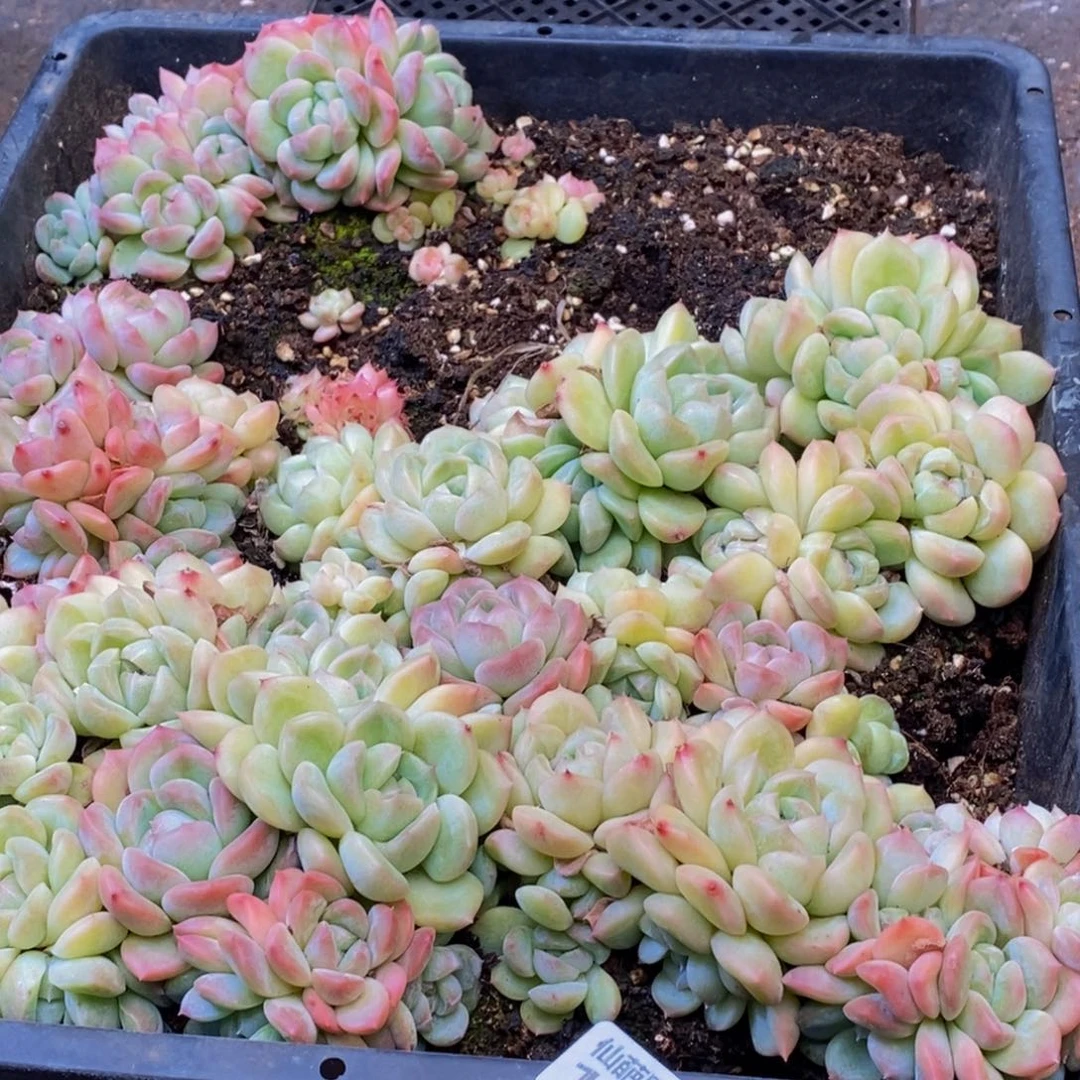 溯139多肉植物保护研脱土