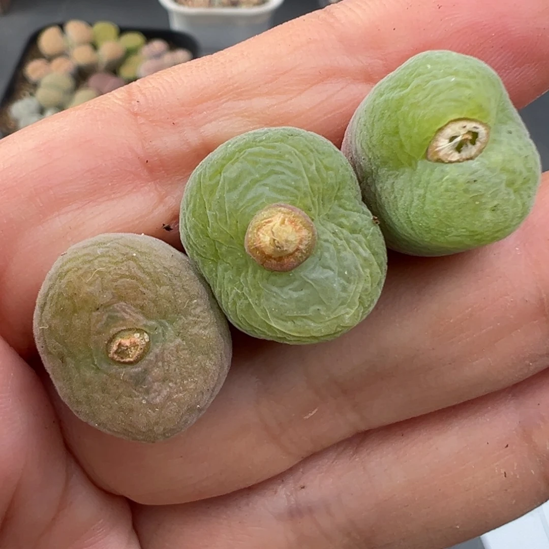 11.20好看的多肉脱土发货926