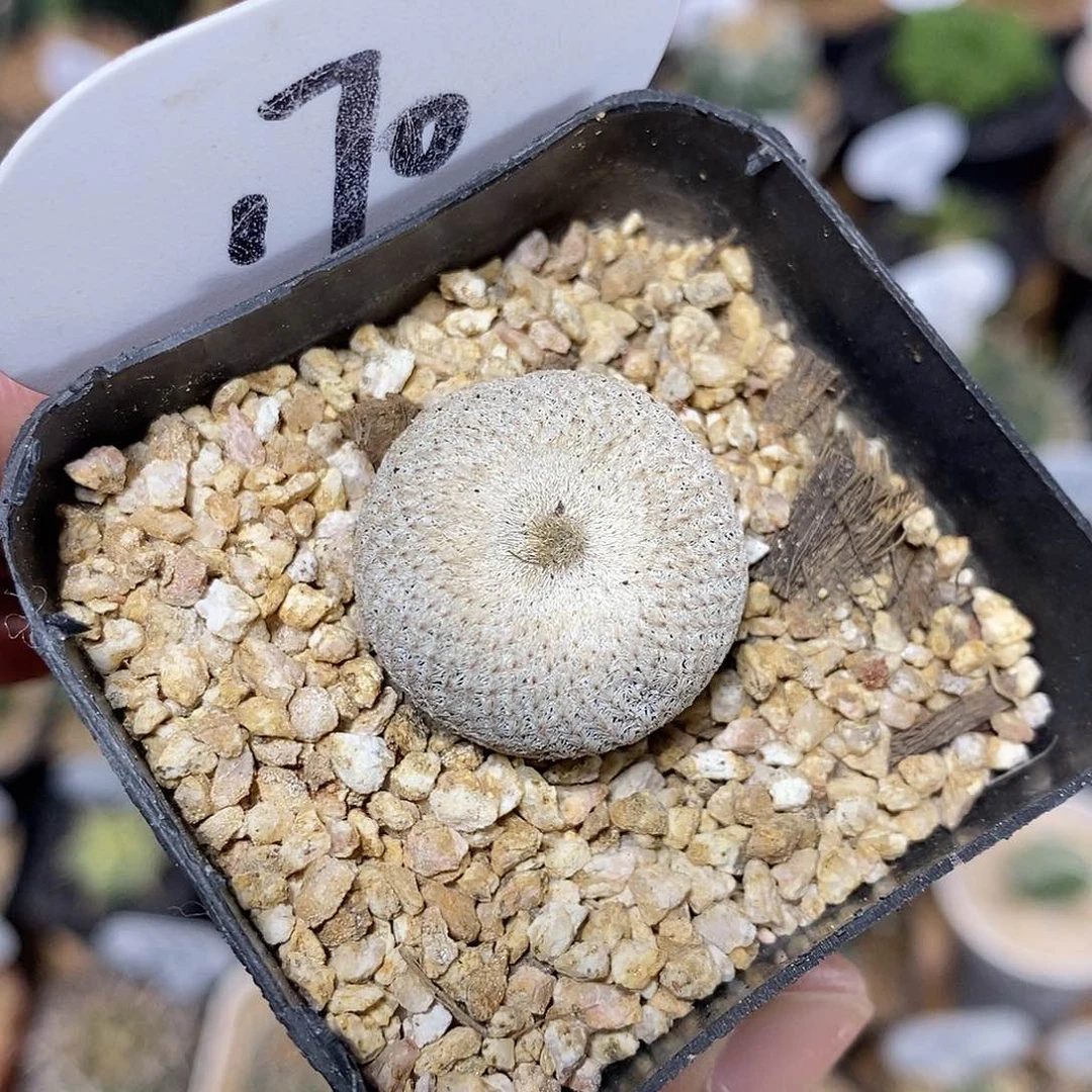 小人帽170号 2.4cm