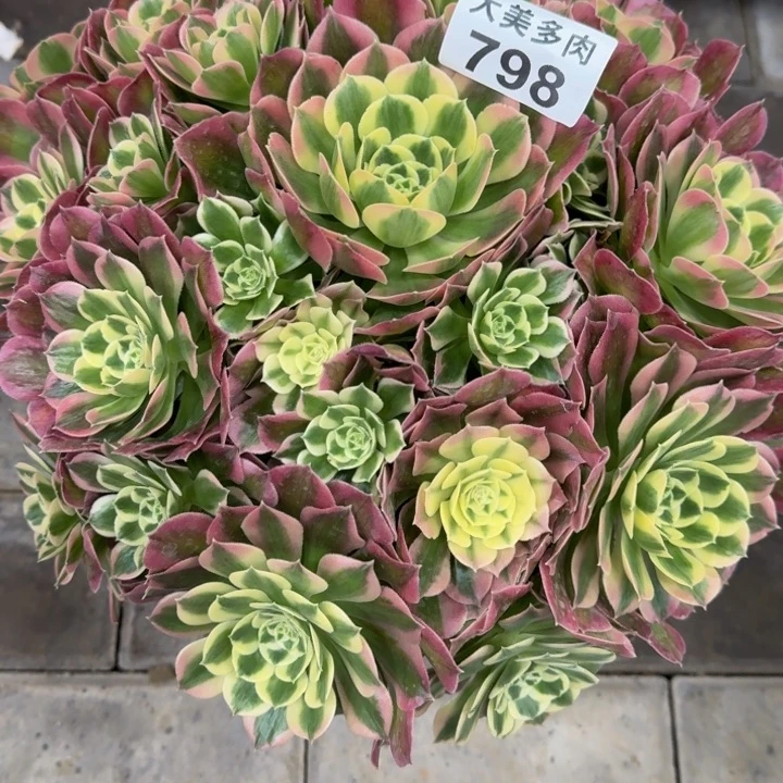 十*爱粉体白凤捧花798肉肉