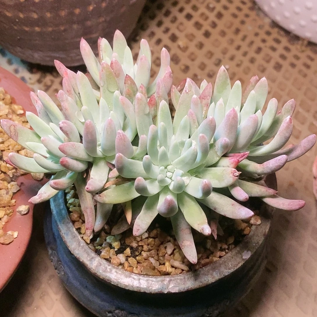 【闪购商品】海瑟多肉2340