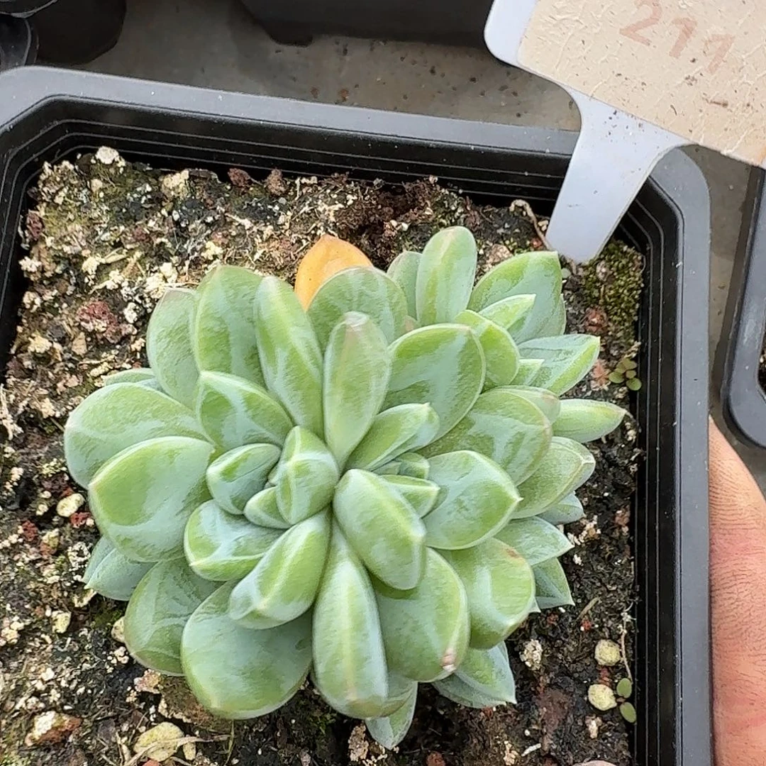 雪花美人1234567891011