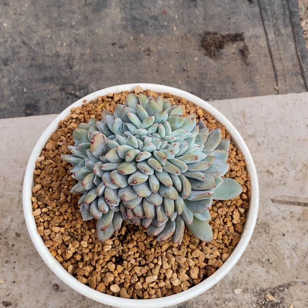 懿***懿小虎多肉一物一拍星影