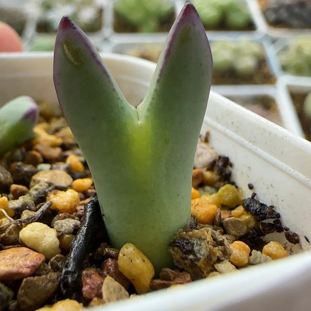 7237 大白多肉植物园