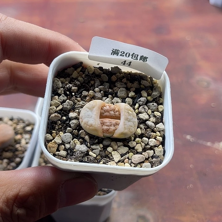 无花朵44、拿铁、、、