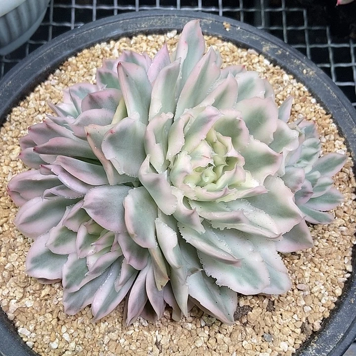 紫蝴蝶锦多肉植物