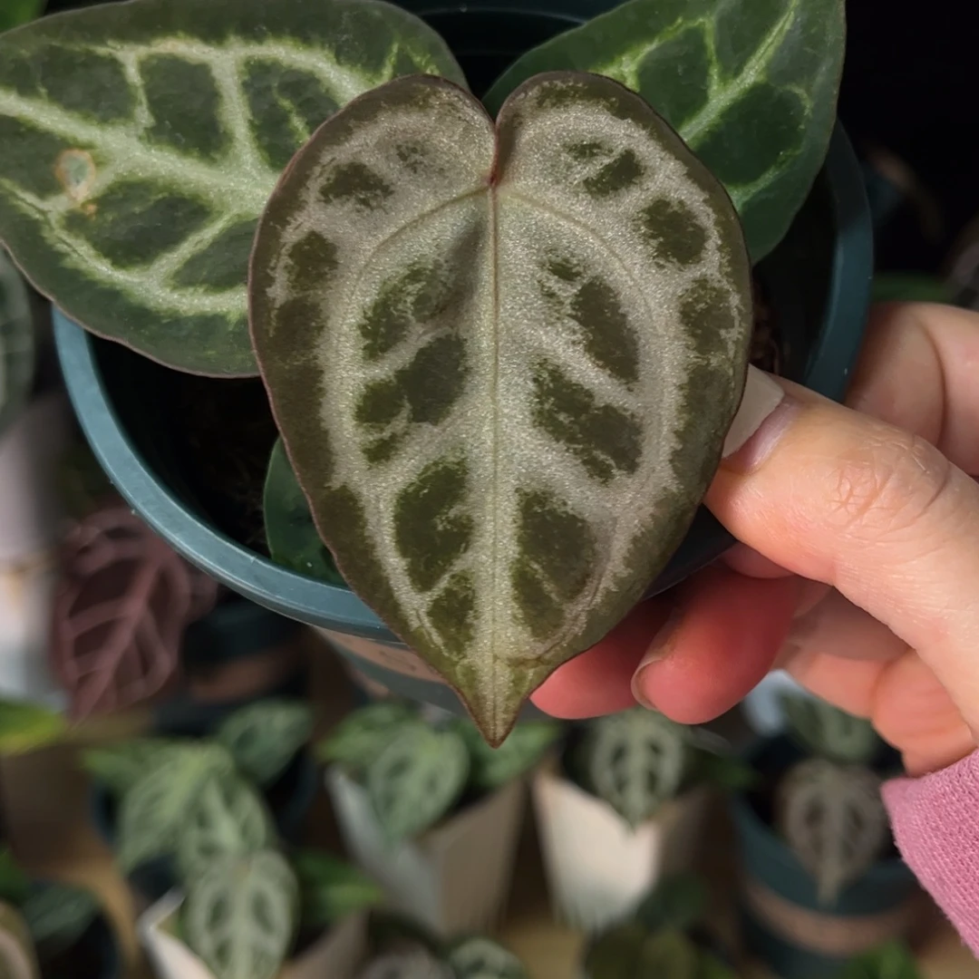 无花朵黑刷子杂红（778