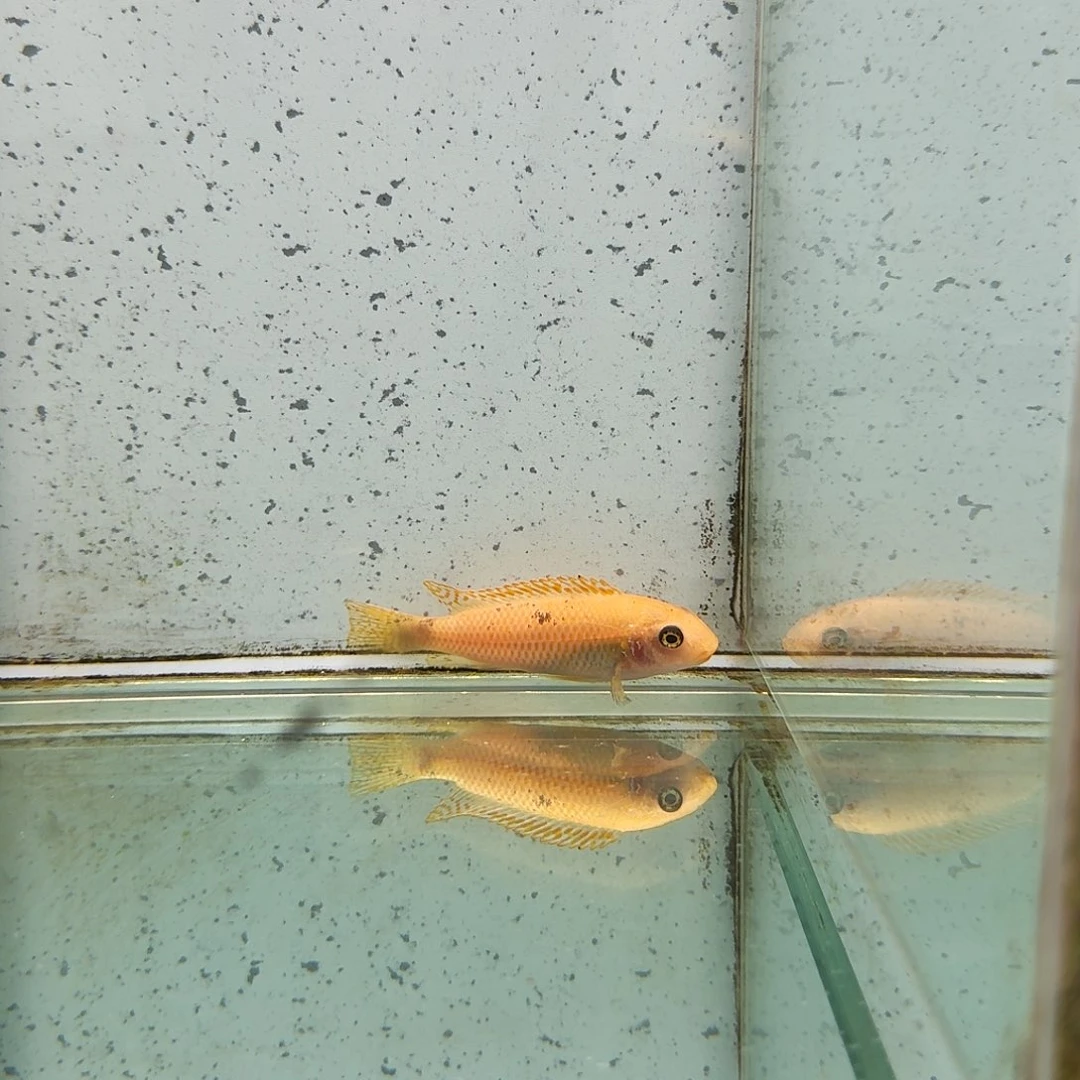 慈鲷619松比西姆。