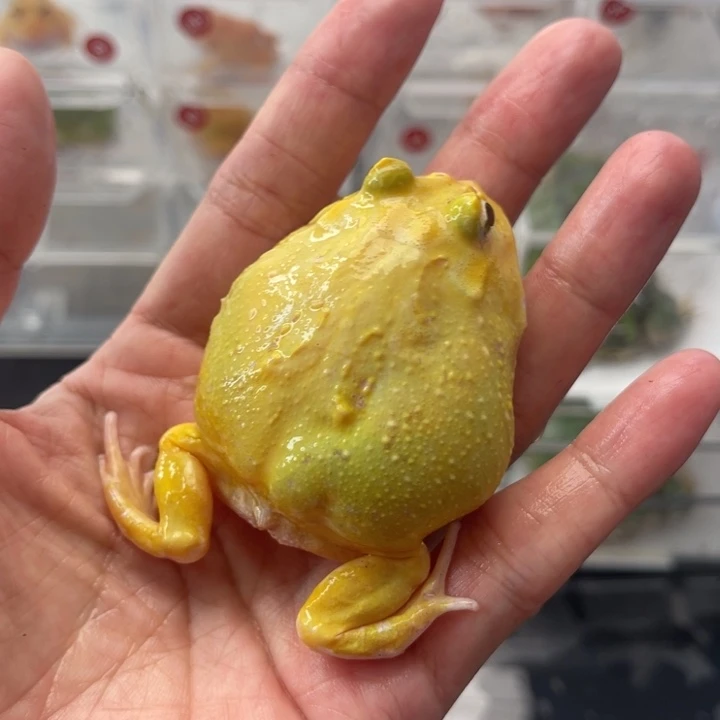 蛋黄蛙蛙4-6无瑕疵