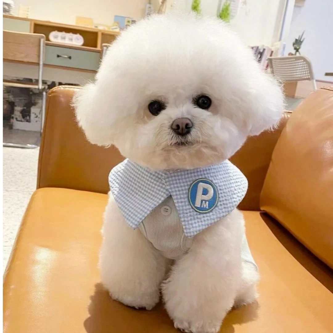 狗有才家的宠物犬