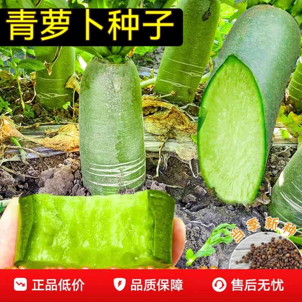 青萝卜种子水果萝卜籽秋季青四季脆甜天津沙窝萝卜种子蔬菜种子