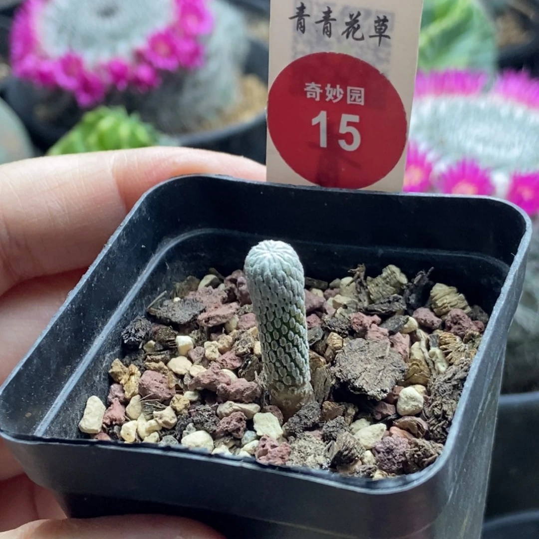 实生精巧丸一颗仙人球，