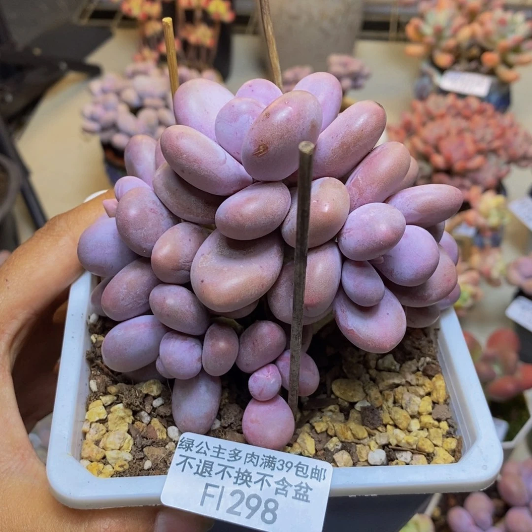 裸**蚁298水光针多肉9c m