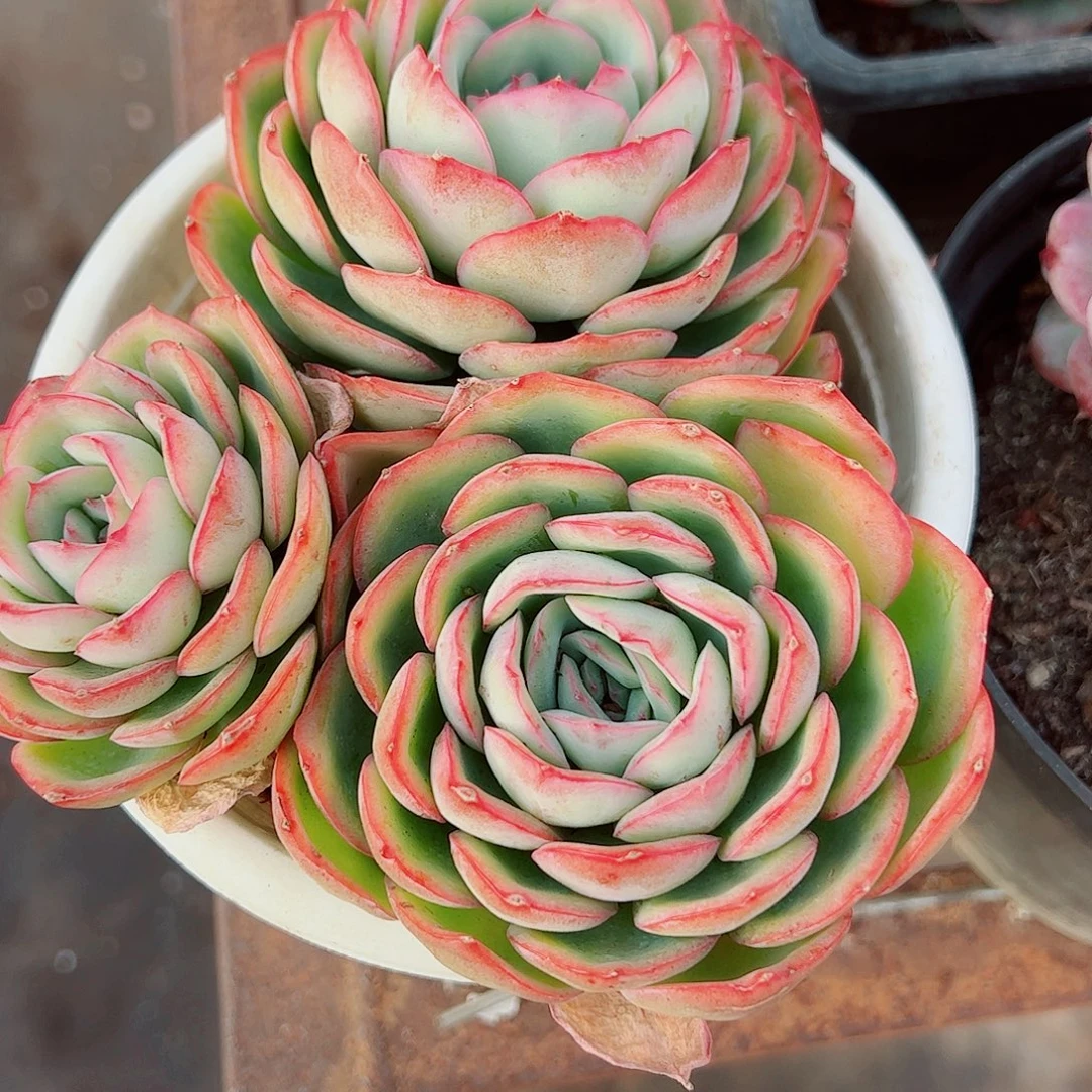 晨露多头群生精品特价