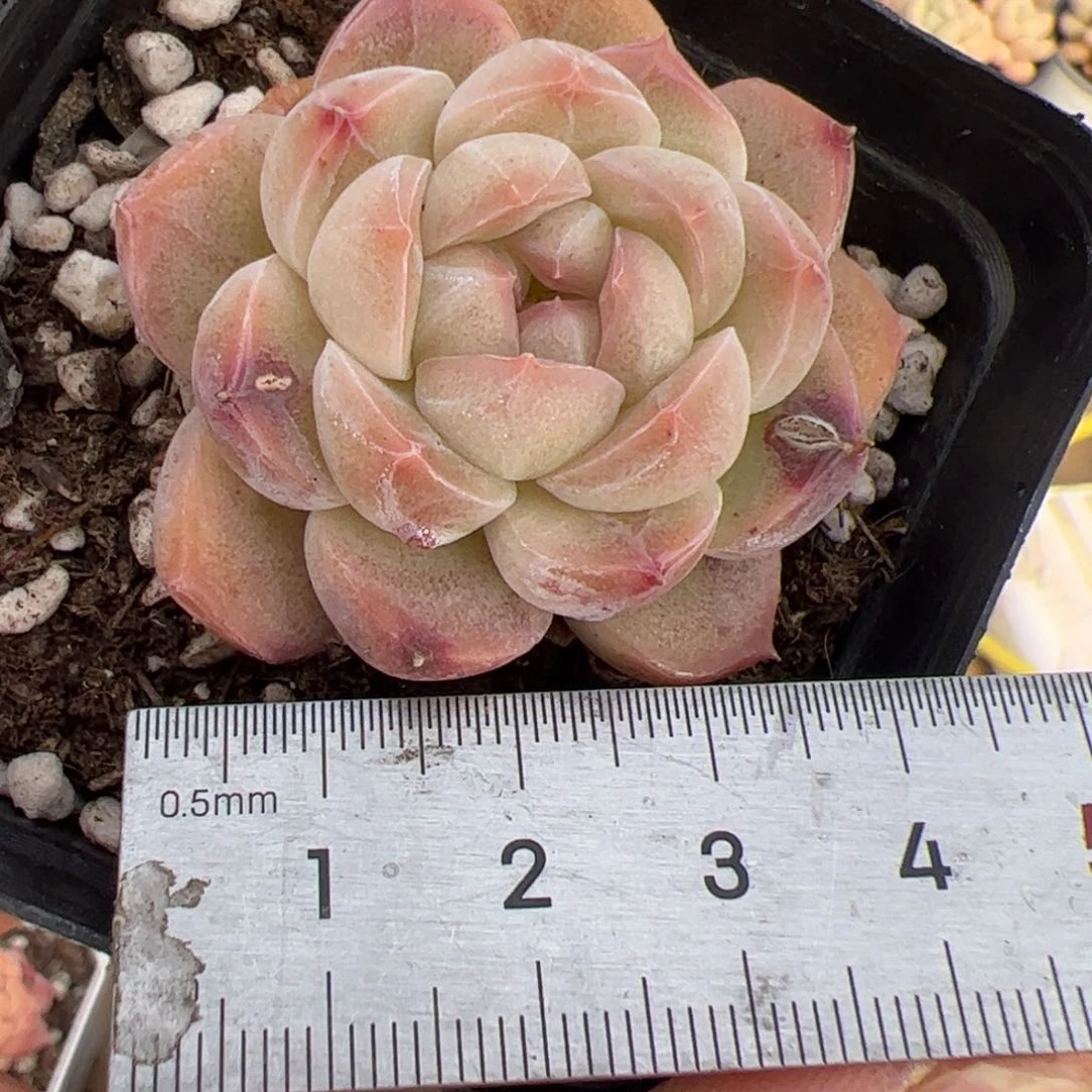 575 多肉植物组合盆栽