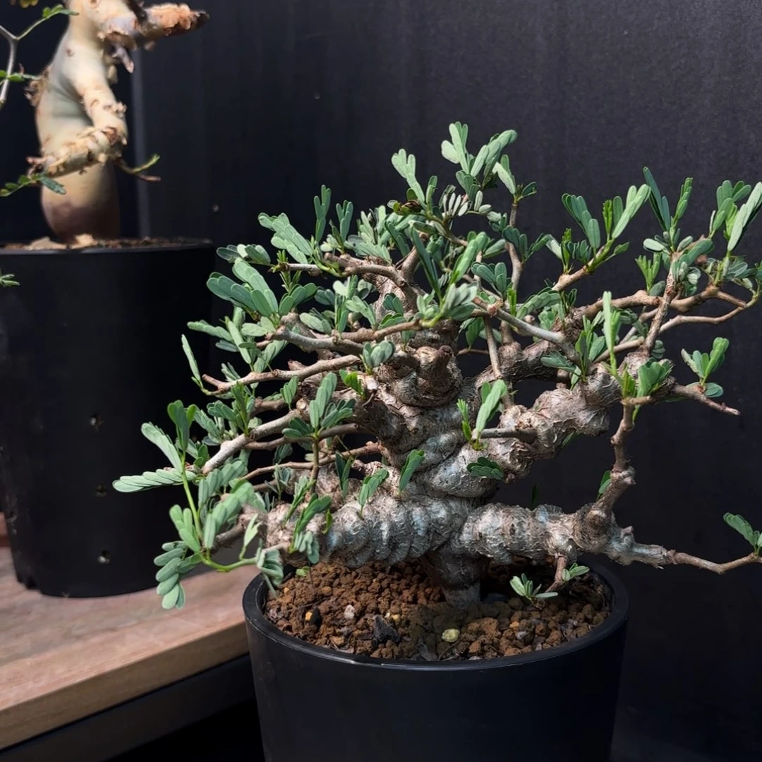 阿****萝沙漠苏木带盆土。