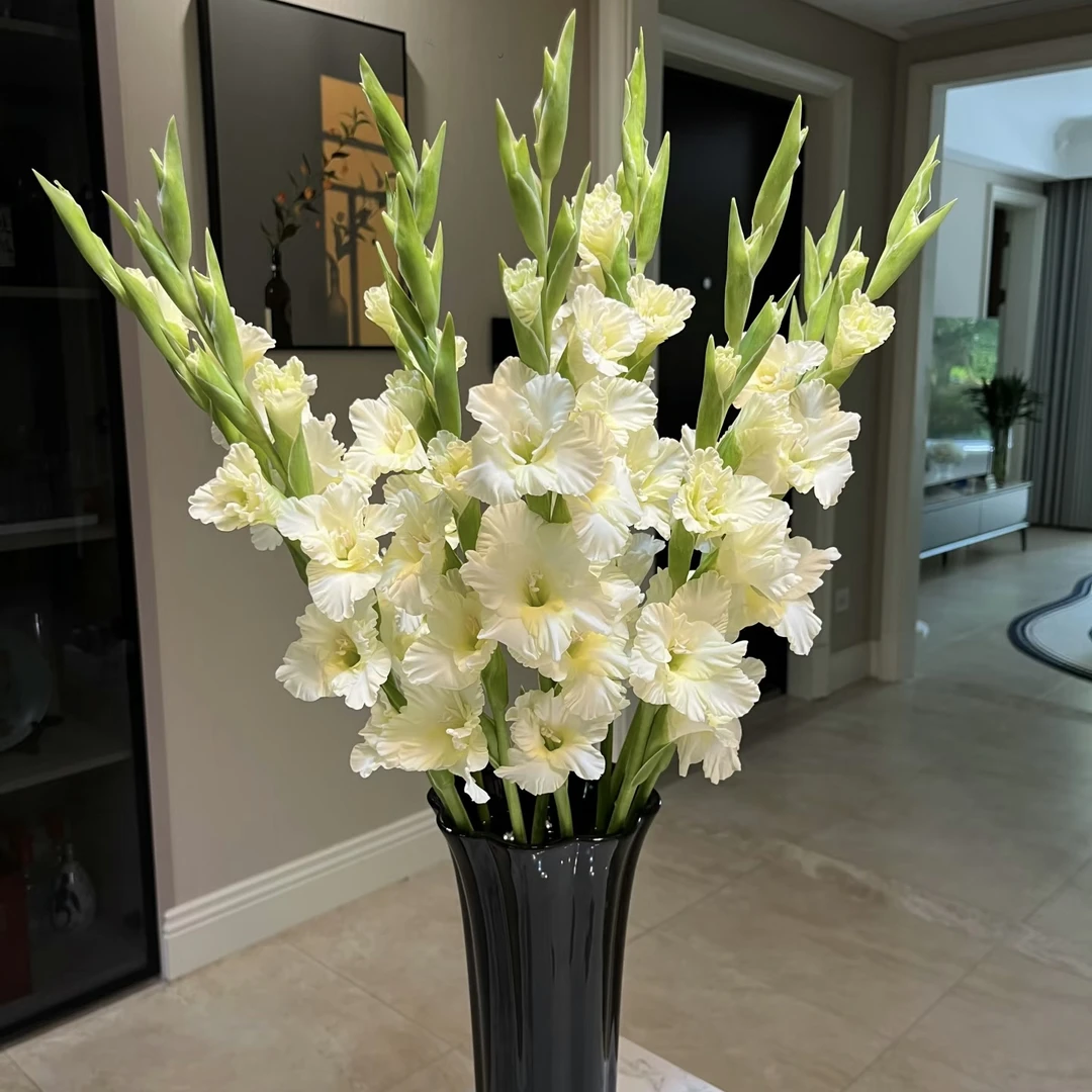 【奶白色】剑兰东北鲜花修剪基地顺丰包邮办公室简单摆放开花精致