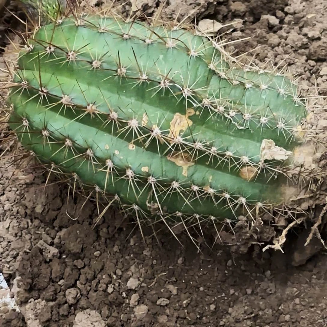 木**海361 毛花柱瑕仙人球歪