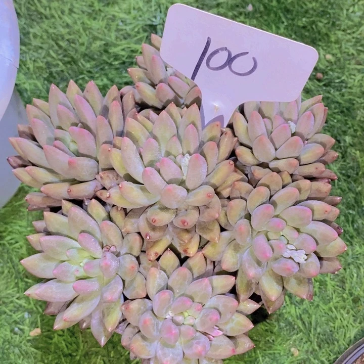 莎*姐我要看电影啦嘻嘻这