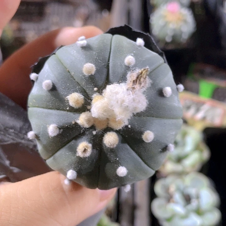 普通星兜带盆土发货