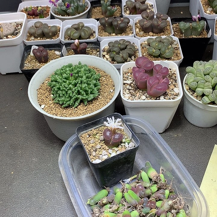 细***沙精品多肉植物精品多肉