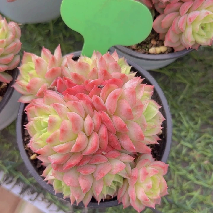 健健康康平平安安