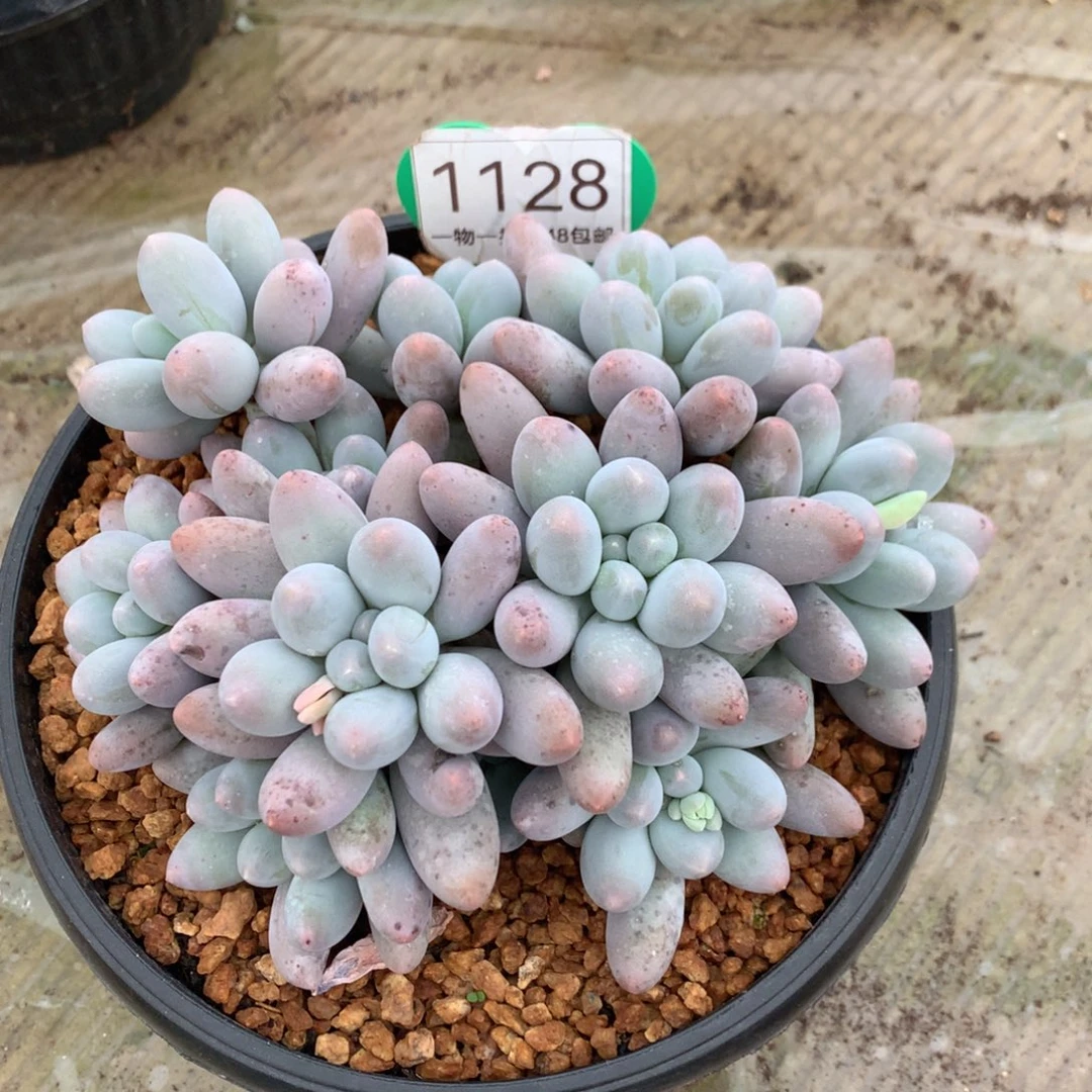 大叶汤圆无砍平头1128