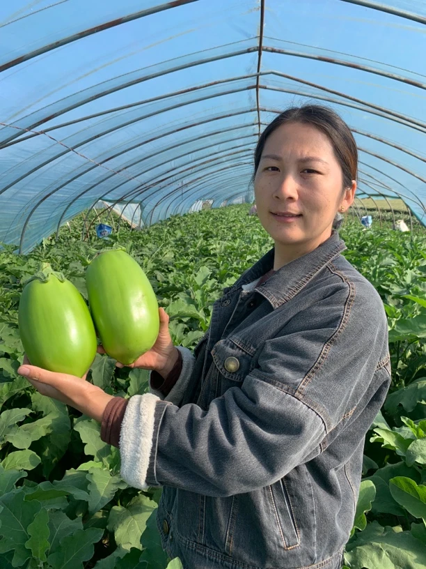 河南特产青茄子新鲜绿茄子新鲜蔬菜农家自种可生吃园茄子包邮