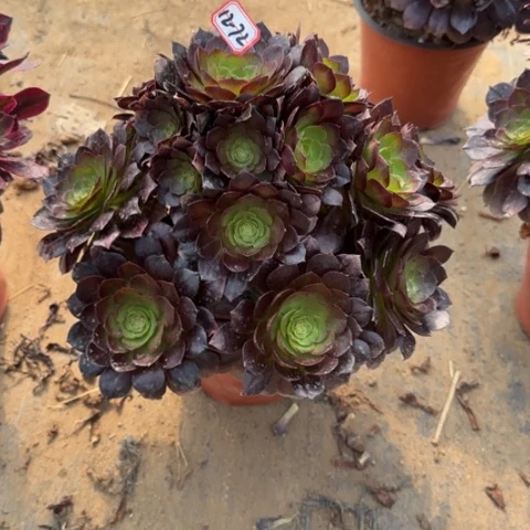 12-72赤焰莲多肉植物