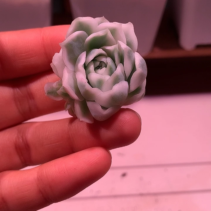 海林娜锦锦锦锦锦锦