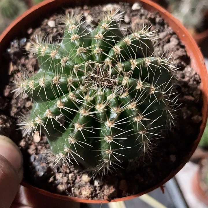 实生彩草带盆土发货