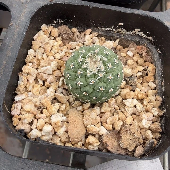 实生菊水单2仙人球