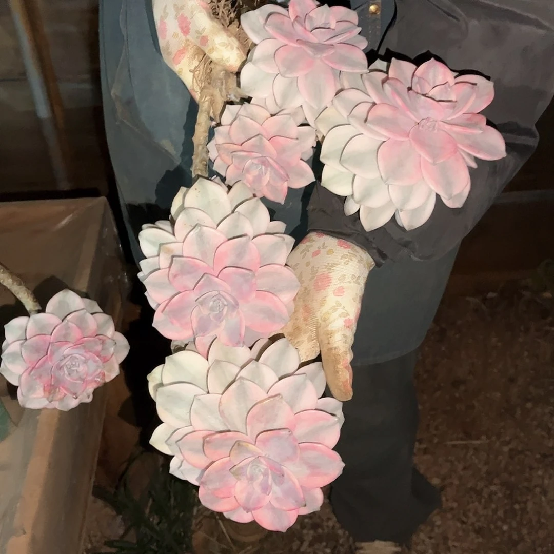 ?****?多肉植物紫乐景断枝不售后C130