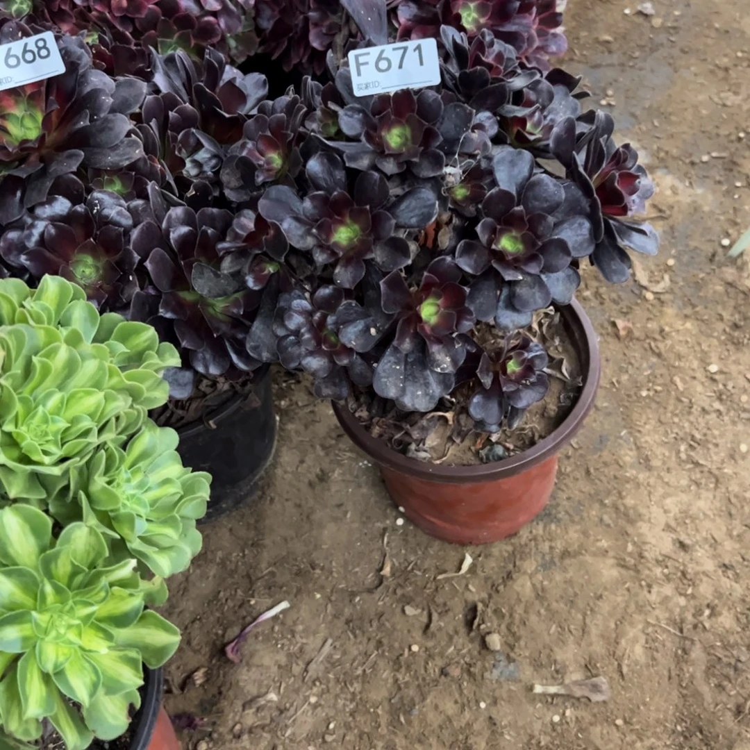 看***牛671花娜多肉植物法师